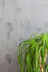 Wall Mural - Concrete gray wall with a plant. Copy space.