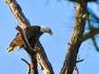 © Marsha - Bald Eagle in Florida