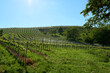 beautiful vineyards in sasbachwalden in the black forest