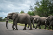 A group of elephants crossing the street in kruger national park
