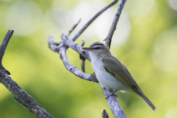 Canvas Print - The red-eyed vireo (Vireo olivaceus)