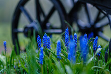 Unspecified Blue Flowers Blooming In Spring Garden