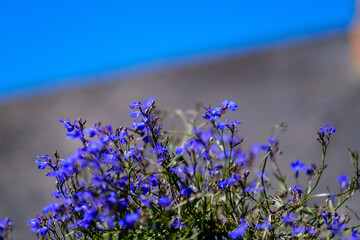 unspecified blue flowers blooming in spring garden