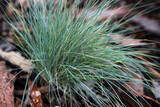 Fototapeta Dmuchawce - piękne długie trawy rośliny