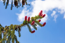 Beautiful Blooming Red Pine Cones On A Blue Sky Background In Spring.