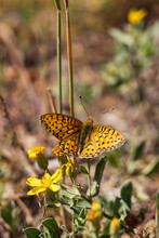 Variegated Fritillary Butterfly On Yellow Wildflower