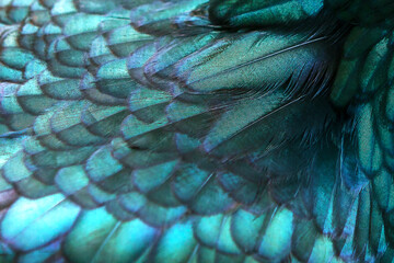  Close up of beautiful bird feathers, background in purple.