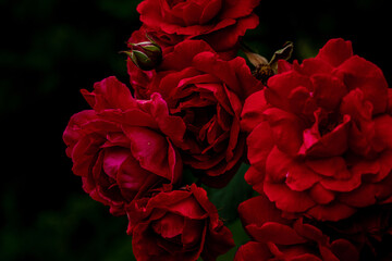 Wall Mural - beautiful view of red flowers and leaves growing in the dark garden