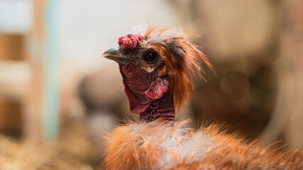 Sticker - Closeup view of a chicken with other chickens in the farm