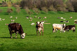 Animal ferme vache 488