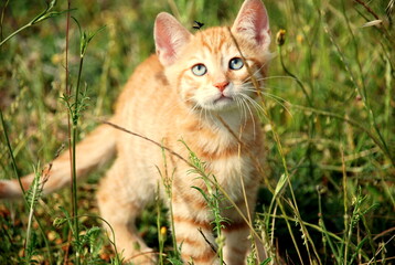 Cat on grass watching fly in air.