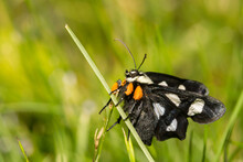 Eight-spotted Forester (Alypia Octomaculata)
