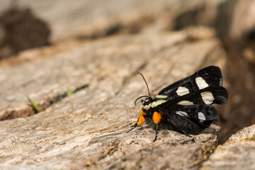 Wall Mural - Eight-spotted Forester (Alypia octomaculata)