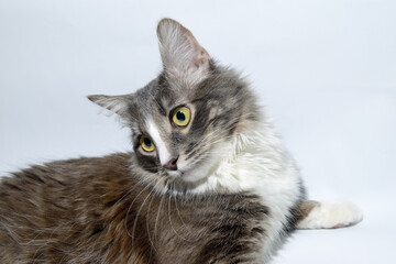 Wall Mural - Close-up portrait of a young fluffy cat of dark color with stripes on a gray background. Studio portrait of a young cat on a gray background