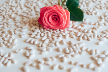 White Beans And A Rose On A White Background