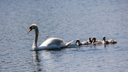 Wall Mural - group of cygnets with female swan