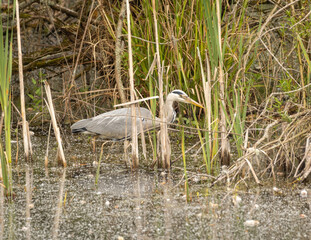 Wall Mural - grey heron about to strike
