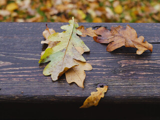 Wall Mural - Oak fallen leafs on a wooden surface. Fall or autumn season concept. Abstract nature background