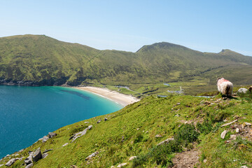 Sheep on a cliff in focus, Keem beach out of focus, Achill island in county Mayo, Ireland, warm sunny day. Clear blue sky and water of the Atlantic ocean. Irish landscape