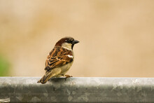 Little Sparrow Sitting On Metal Fence