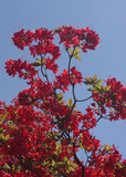 Fototapeta Desenie - Rhododendron bush with red blossoms