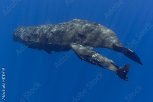 くじら アドビストックのデザイン かべいろ Com おしゃれ壁紙リフォーム貼り替え インクジェット壁紙のかべいろ Com