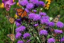 Monarch Butterflies Feeding On Purple Liatris Flowers