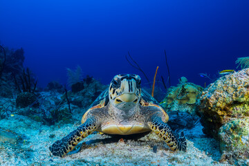 A hawksbill turtle next to some sponge on the reef. These turtles love to eat sponge so this guy is literally in his element