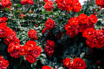 Wall Mural - Red rose wall at Ilsan Lake Park in Goyang, Korea