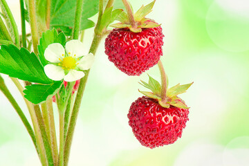 Sweet red berries of forest strawberry on an abstract green background.