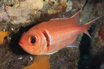 Wall Mural - Blackbar Soldierfish on Caribbean Coral Reef