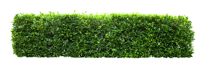 tropical flower shrub bush fence tree isolated plant with clipping path