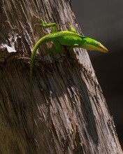 This Macro Image Shows An Alert Green Anole (Anolis Carolinensis) Lizard Climbing Along Bark And Looking Around.