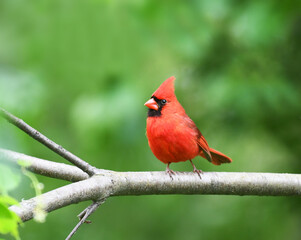 Wall Mural - red cardinals standing on the spring green tree branch