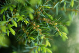 Fototapeta Do akwarium - Juniperus Communis With Female Cones In Garden Close Up.