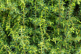Fototapeta  - Juniperus Communis With Female Cones In Garden Close Up.