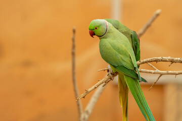 A close up of a Rose-Ringed Parakeet (Psittacula krameri) in a tree branch.