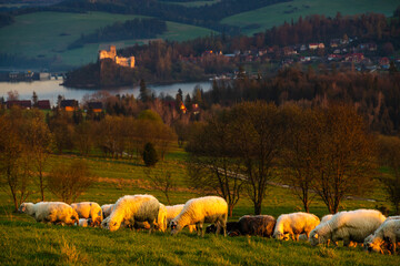 Wall Mural - a flock of sheep grazing on a mountain meadow against the backdrop of peaks at sunset pieniny, polan