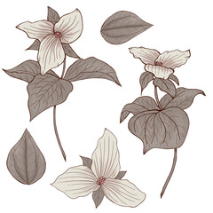 Wall Mural - White wild trillium flowers, white florals, forest botanica, flowers with stems, cute and elegant floral illustration