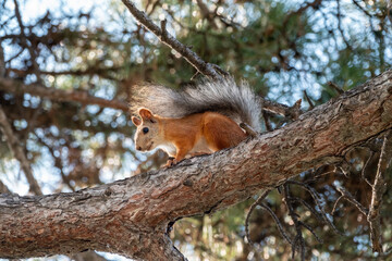 The squirrel sits on a pine branches in the summer or autumn.