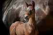 Close-up of a newborn filly foal with brown horse mother.
