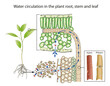 Water circulation in the plant root, stem and leaf