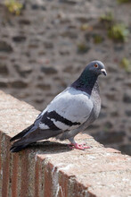 Shimmering City Pigeon Columba Livia Domestica Sitting On The Cobblestones Wall In City