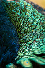  vivid colorful peacock feather background