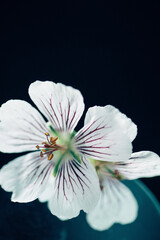 white geranium flower on the dark background