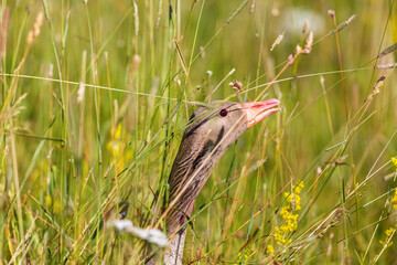 Canvas Print - Close up at a Greylag goose in grass meadow