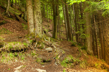 Fototapeta beautiful forest around fojnica, bosnia