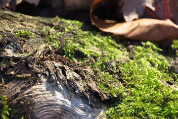 Wall Mural - green moss on tree trunk