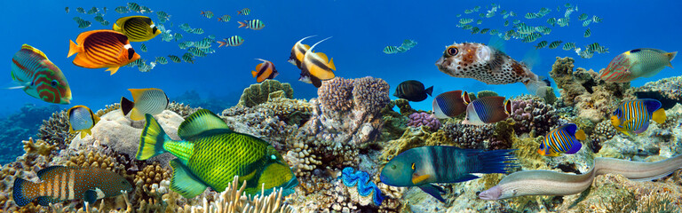 Wall Mural - Tropical Fish and Coral Reef - panorama