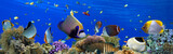 Fototapeta Fototapety do akwarium - Tropical Fish and Coral Reef - panorama